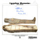 Egyptian mummies / Carol Andrews.